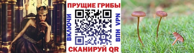 Купить где  Мензелинск  Псилоцибиновые грибы Psilocybine cubensis 